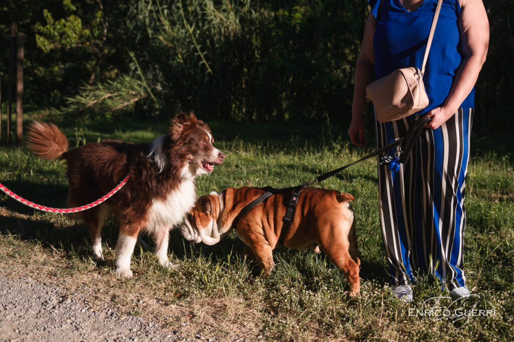 Nando incontra un altro cane durante la passeggiata a Pontassieve